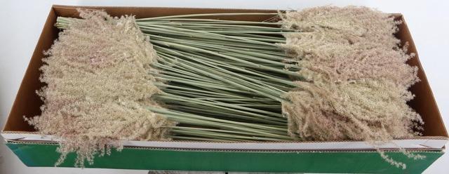 <h4>DF Miscanthus Dry Feather</h4>