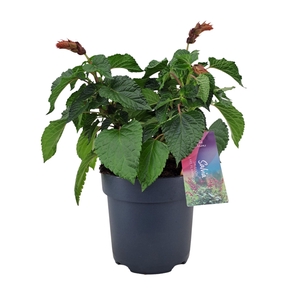 Salvia salgoon Lake Flamingo p17 (NL)