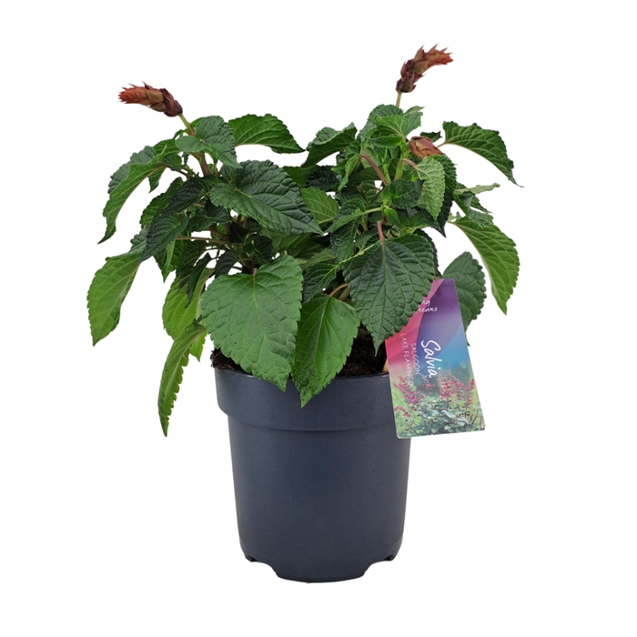 <h4>Salvia salgoon Lake Flamingo p17 (NL)</h4>