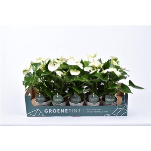 Anthurium Andreanum Grp Namora