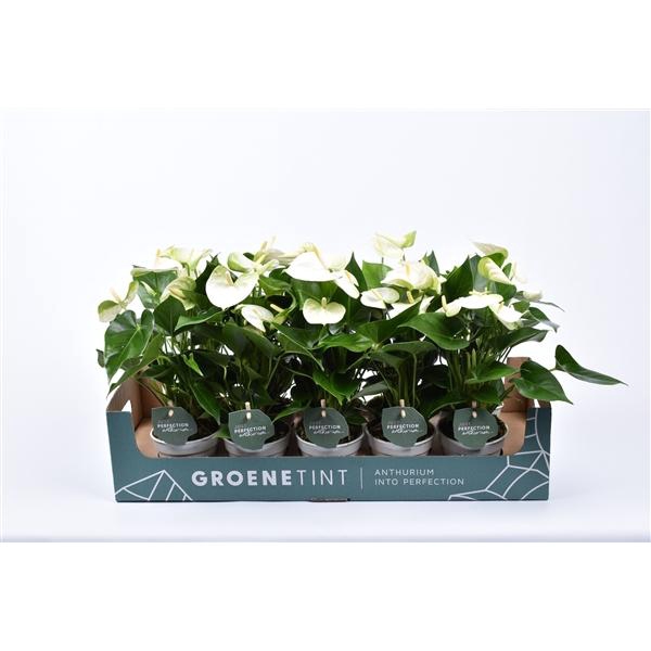 <h4>Anthurium Andreanum Grp Namora</h4>