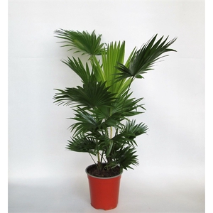 LIVISTONA ROTUNDIFOL