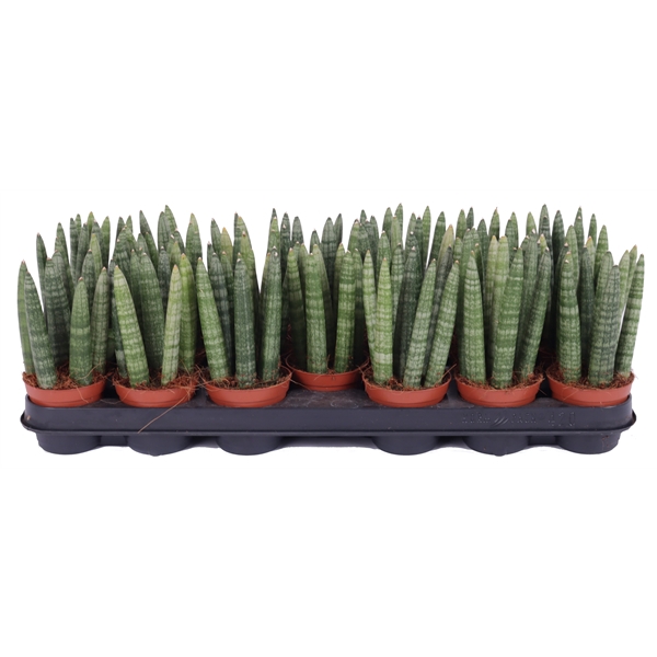 <h4>Sansevieria 8,5 cm cylindrica spike</h4>