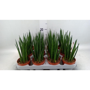 Sansevieria bacularis