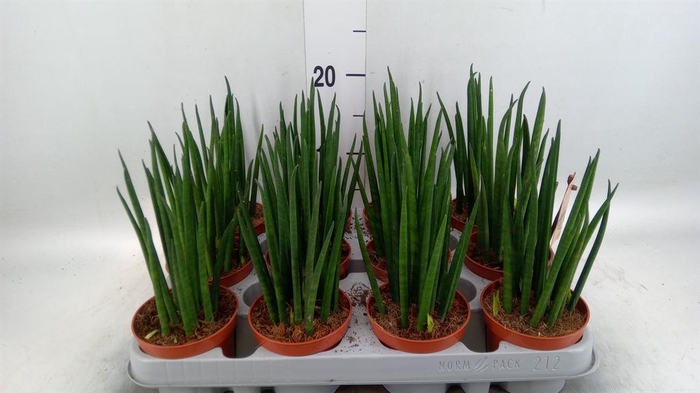 <h4>Sansevieria bacularis</h4>