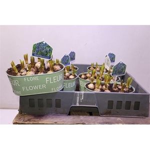 Arr Muscari Zink Ovaal