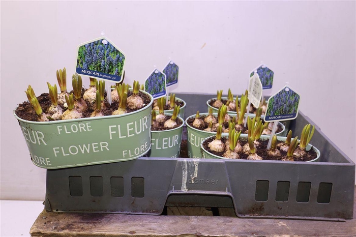 <h4>Arr Muscari Zink Ovaal</h4>