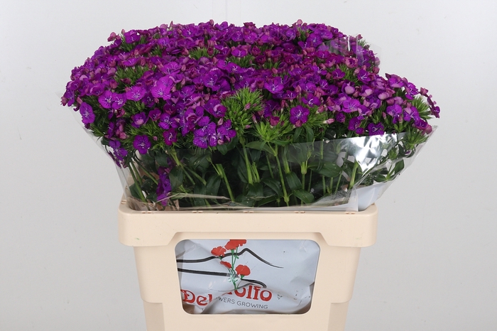 <h4>Di Barb Am Neon Purple</h4>
