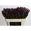 Leucadendron Saf Sunset Dark R.