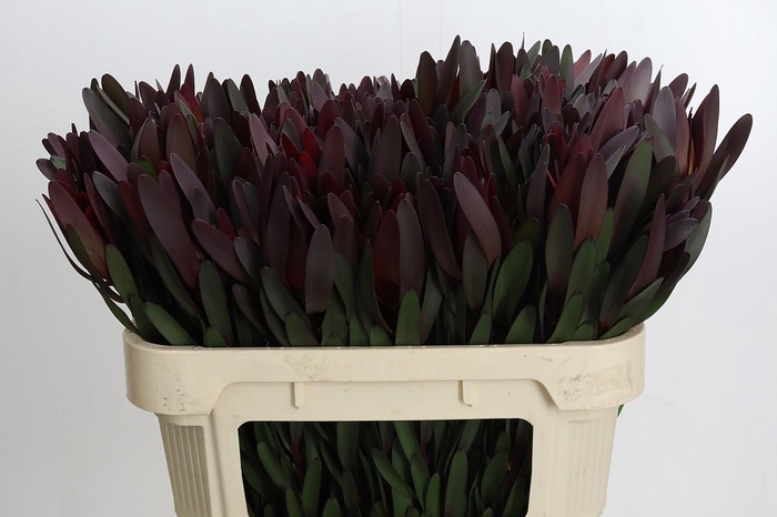 <h4>Leucadendron Saf Sunset Dark Red</h4>