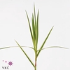 CAREX PH SPARKLER BONT