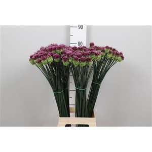 Allium Sphaerocephal