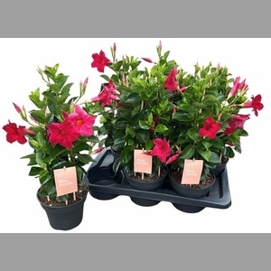 MANDE SUN RED