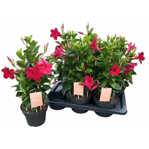 MANDE SUN RED