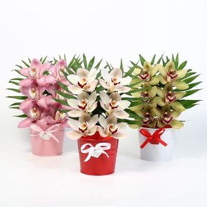 CYMB VERPAKT P BLOEM 5014