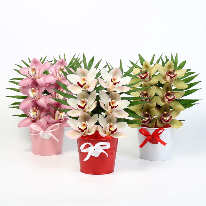 <h4>CYMB VERPAKT P BLOEM 5014</h4>