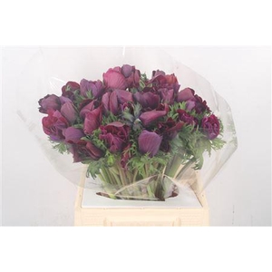 Anem. Mistral Noir X L