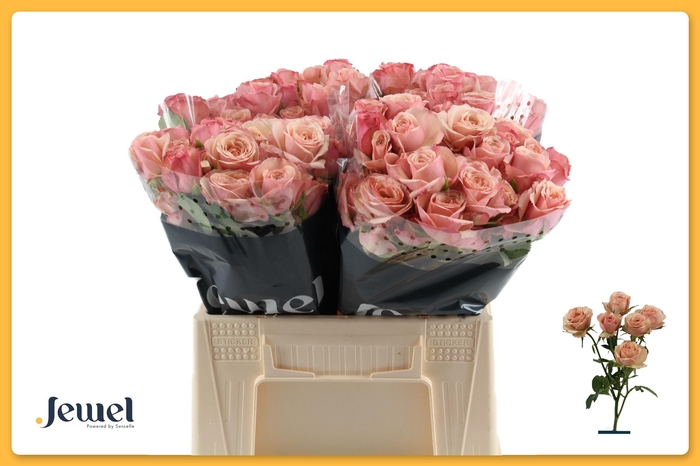 <h4>R TR DESTINI Water</h4>