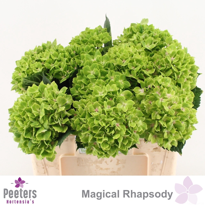 <h4>HYDR M MAG RHAPSODY</h4>