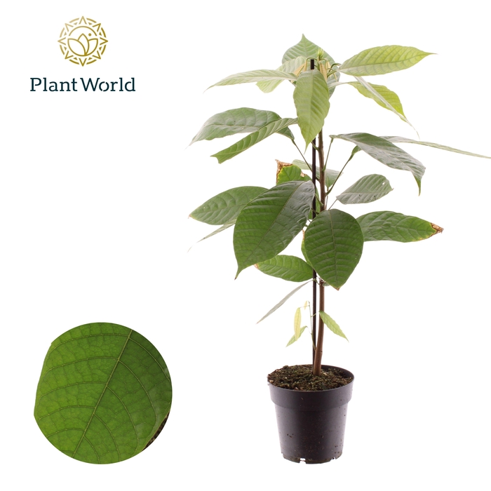 <h4>Cacao Theobrama</h4>