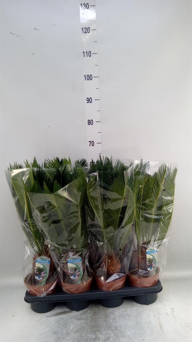 <h4>Cycas revoluta</h4>