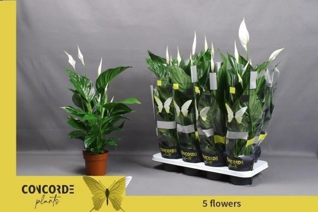 <h4>SPATH SWEET RICARDO</h4>