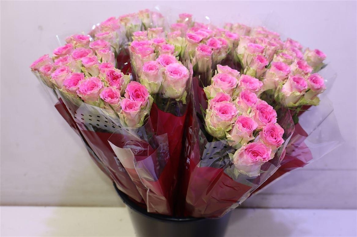 <h4>R Gr Times Square X10</h4>