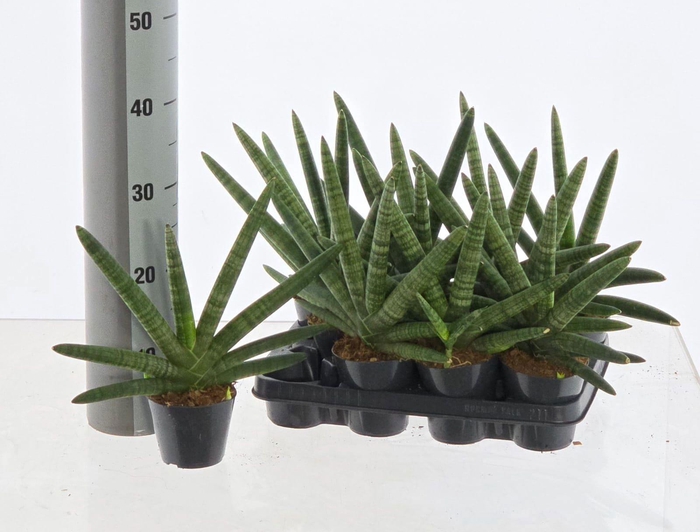 <h4>Sansev Cylindrica Ov</h4>