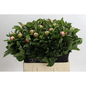 Paeonia Soft Salmon Saucer