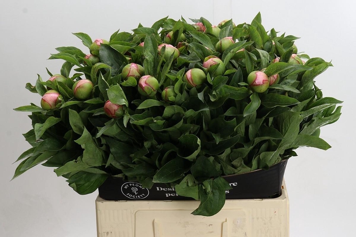 <h4>Paeonia Soft Salmon Saucer</h4>