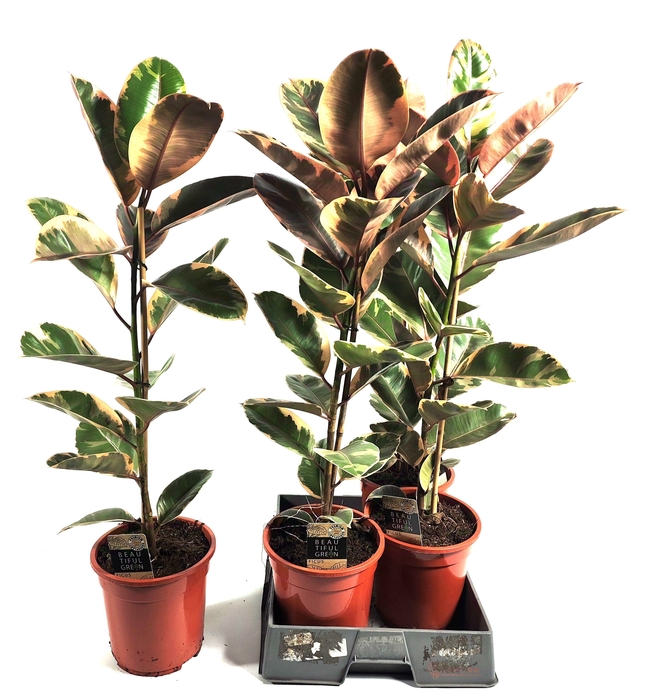 <h4>FIC EL TINEKE</h4>