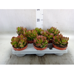 Crassula ovata 'Sunset'