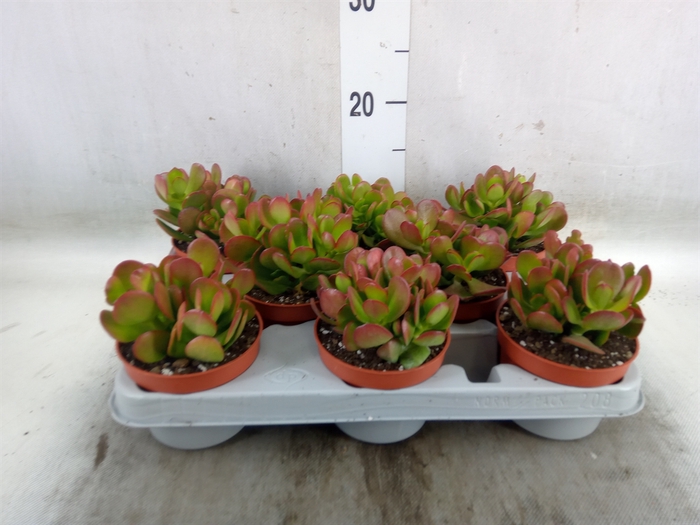 <h4>Crassula ovata 'Sunset'</h4>