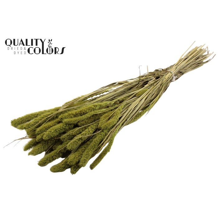 <h4>Setaria per bunch Light Green</h4>