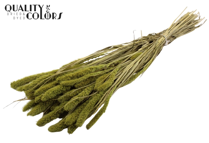 Setaria per bunch Light Green