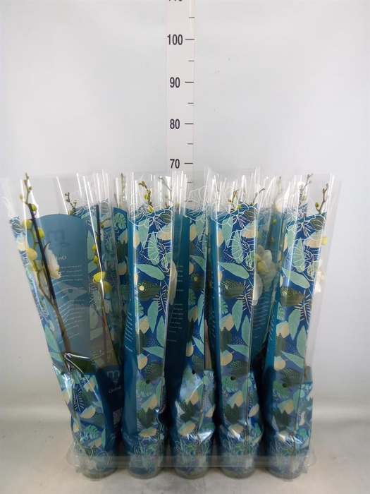 <h4>Phalaenopsis   ...</h4>