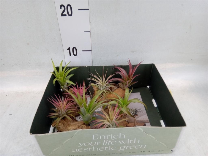 <h4>Arr. Tillandsia L%</h4>