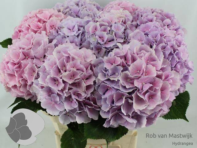 <h4>HYDR M CH VERENA BL</h4>