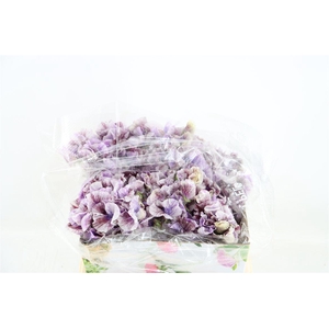 Lathyr Odor 2 Tone Purple