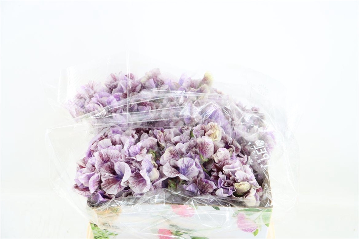 <h4>Lathyr Odor 2 Tone Purple</h4>