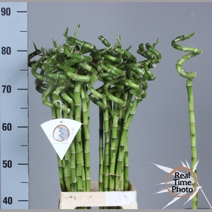 Drac S Lucky Bamboo