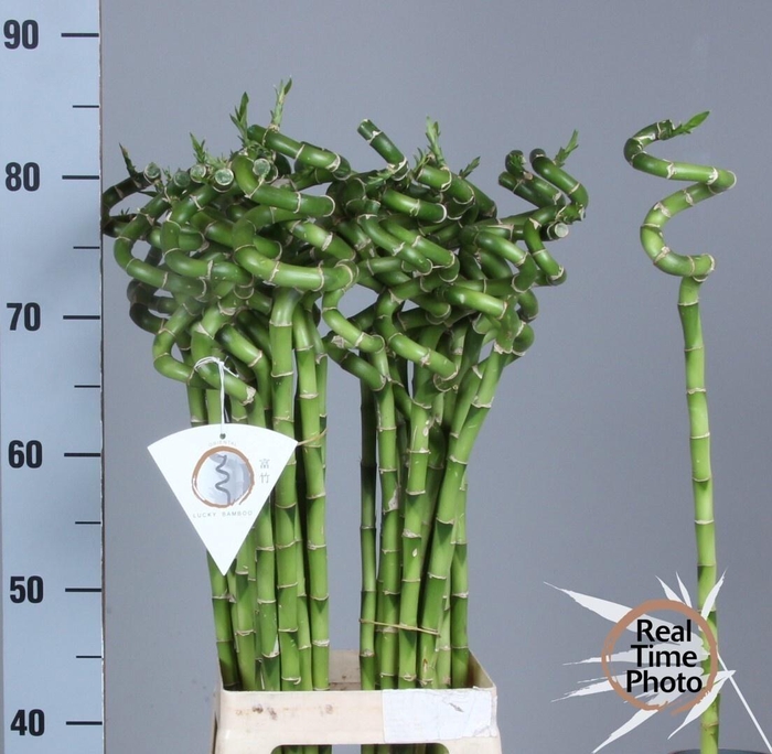 <h4>Drac S Lucky Bamboo</h4>