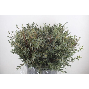 Euca Parvifolia Short 400gr P Bunch