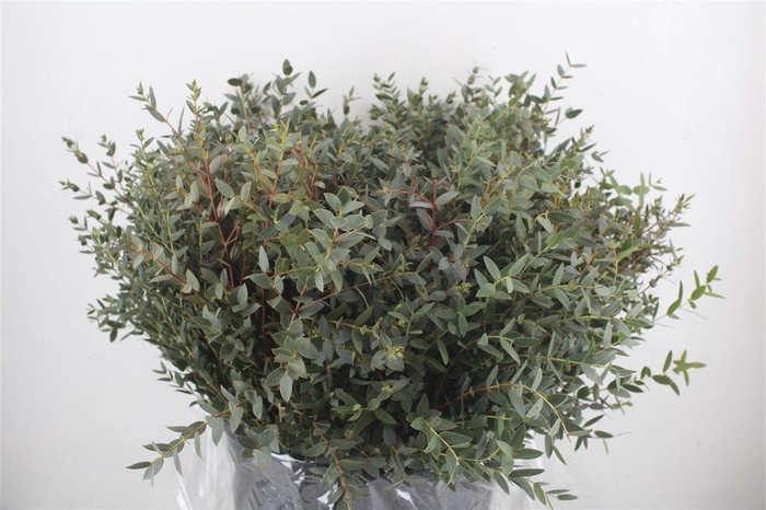 <h4>Euca Parvifolia Short 400gr P Bunch</h4>