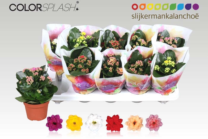 <h4>KAL GE GEM 6 KL</h4>