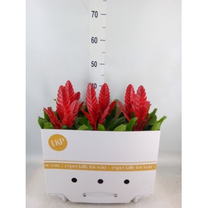 Vriesea  'Stream'