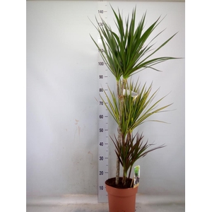 Dracaena marg.   ..mix 3