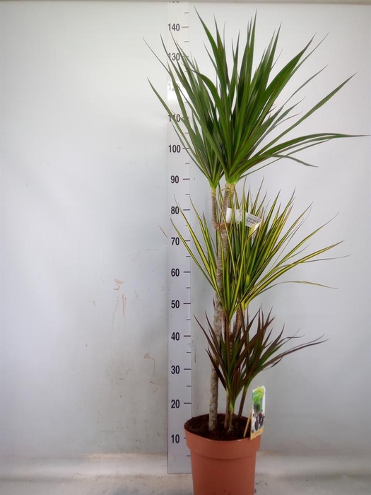 <h4>Dracaena marg.   ..mix 3</h4>