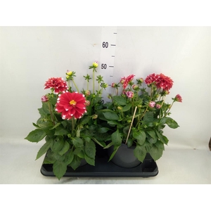 Dahlia DE 'Labella Medio Red'