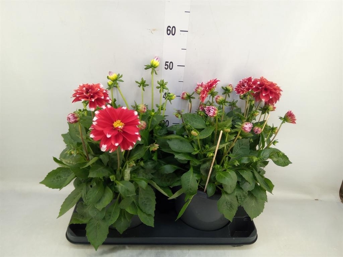 Dahlia DE 'Labella Medio Red'